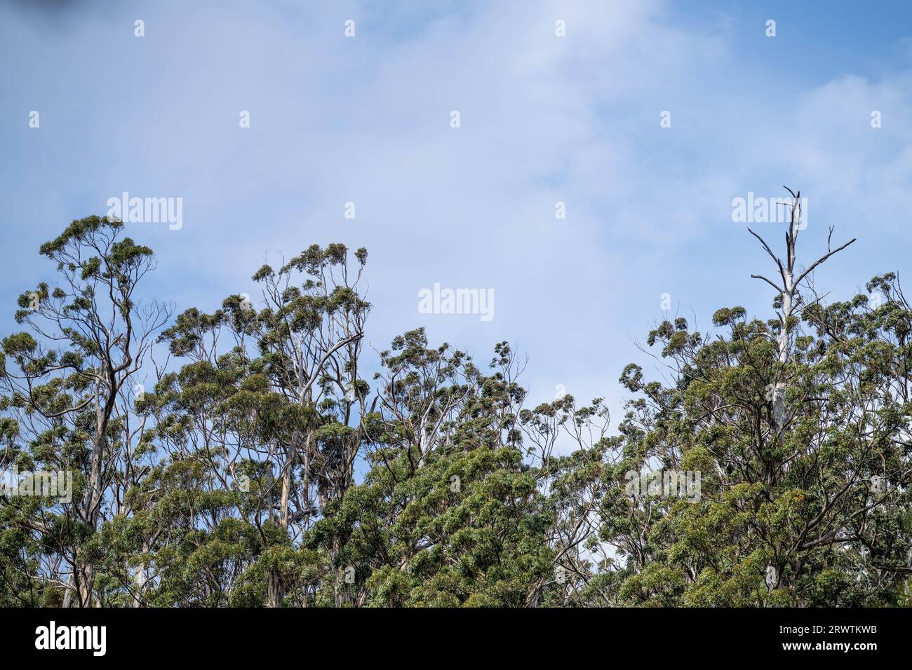 gum tree leaves in the bush in Australia in spring Stock Photo Alamy
