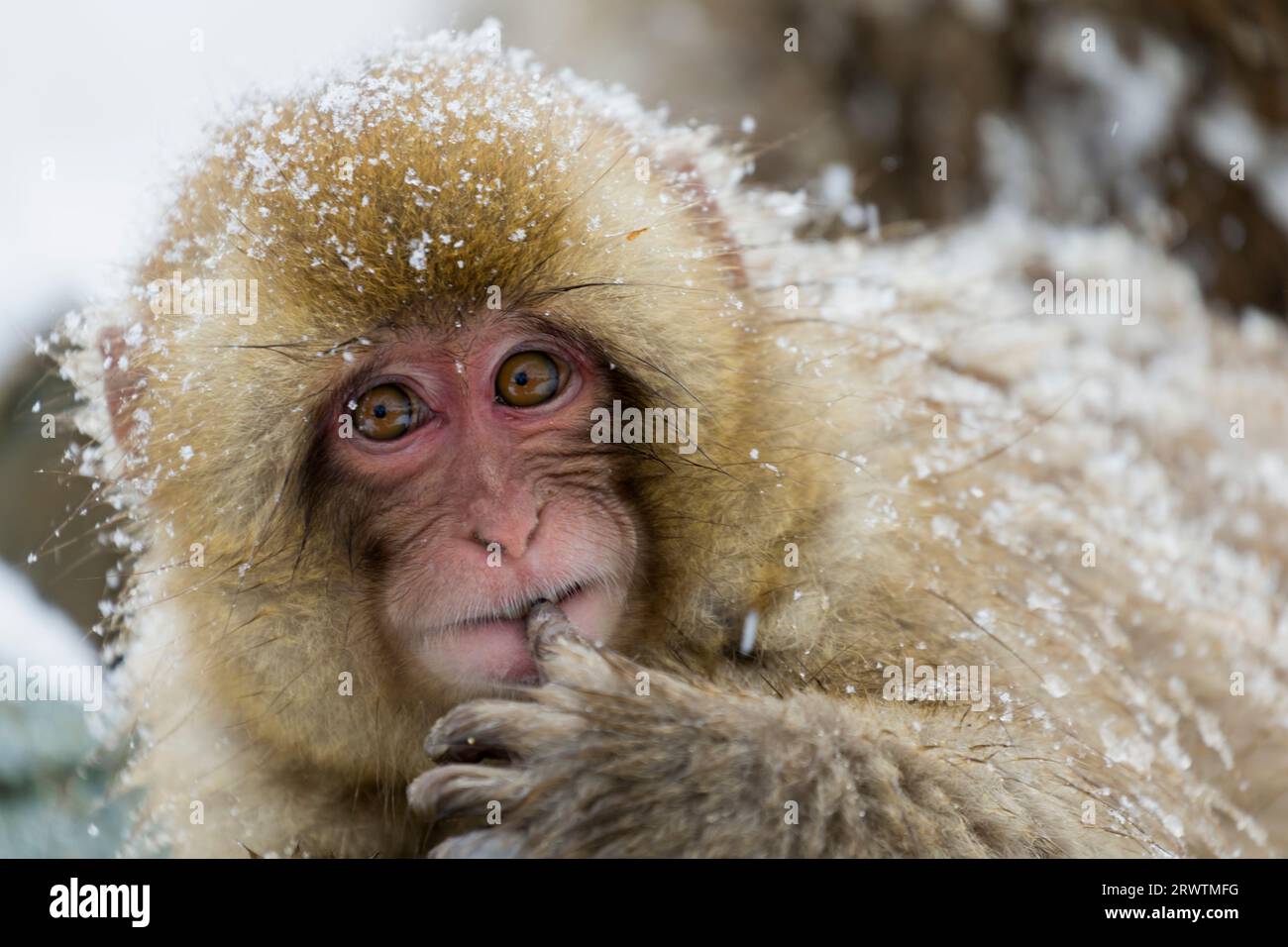 Japanese macaque sucking its finger Stock Photo