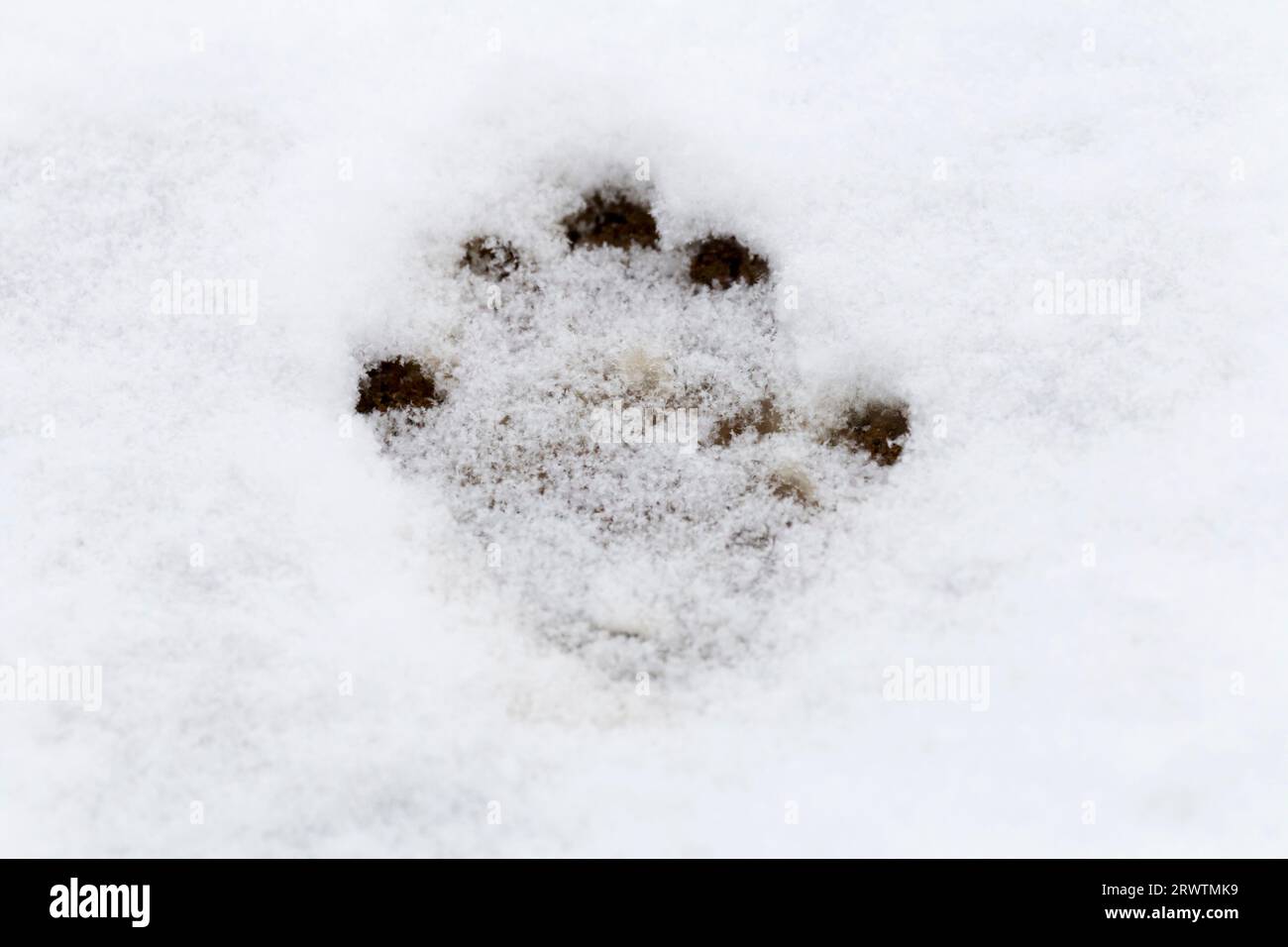 Japanese macaque monkey paw prints Stock Photo