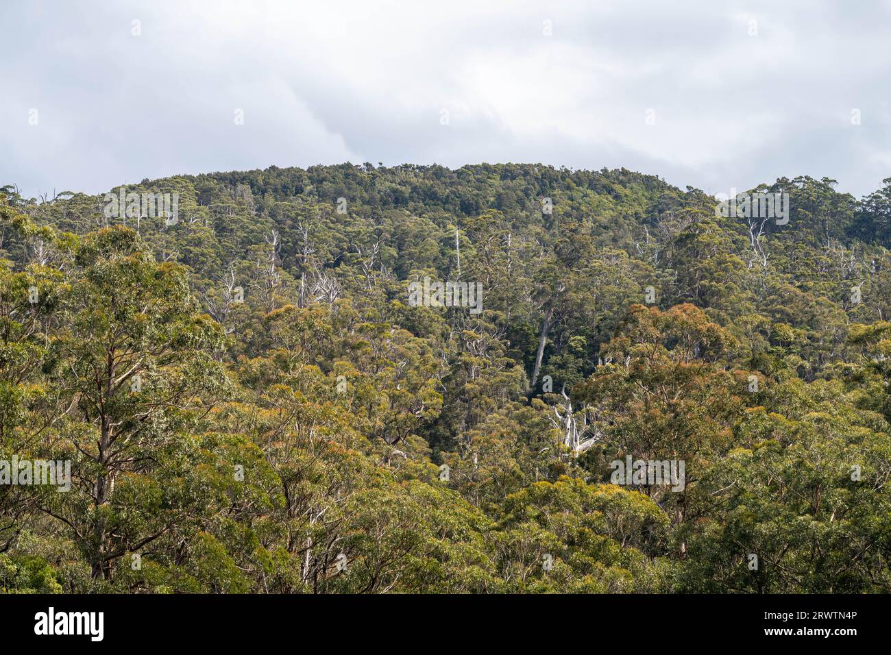 gum tree leaves in the bush in Australia in spring Stock Photo Alamy