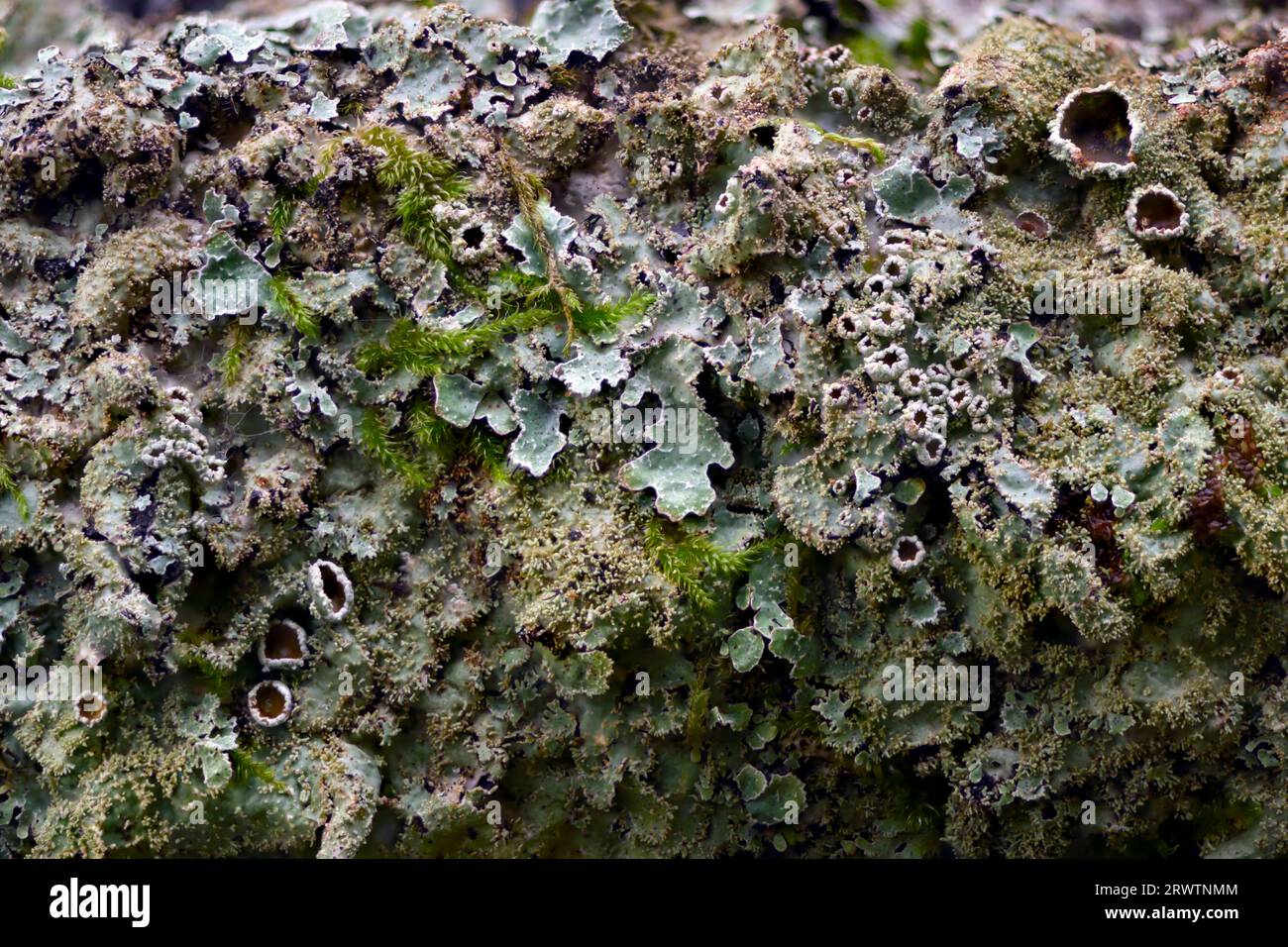 Varied rag lichen (Platismatia glauca) and other minute overgroing organisms on a decaying log at Hidra, south-western Norway in September. Stock Photo