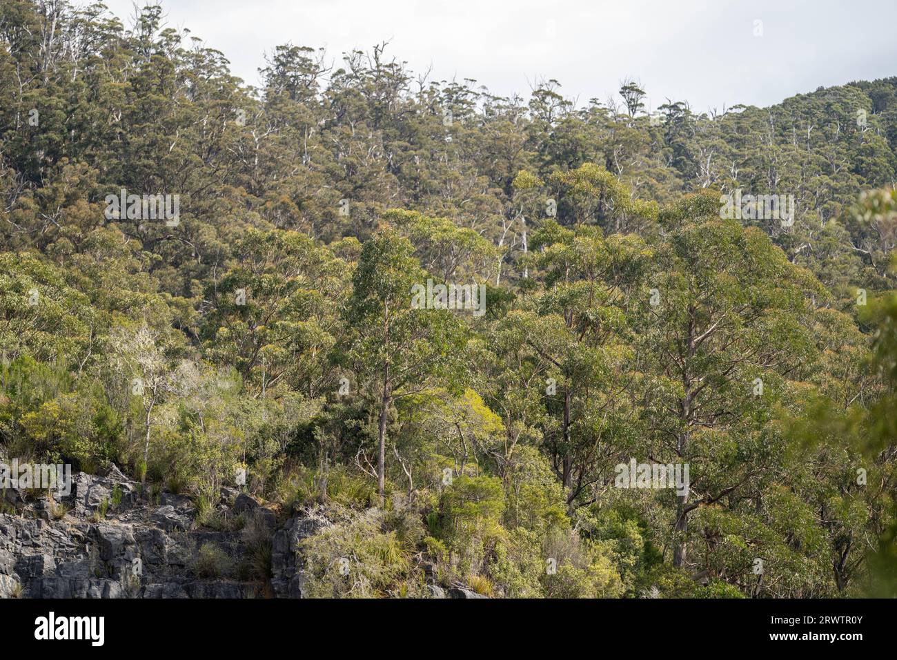 gum tree leaves in the bush in Australia in spring Stock Photo Alamy