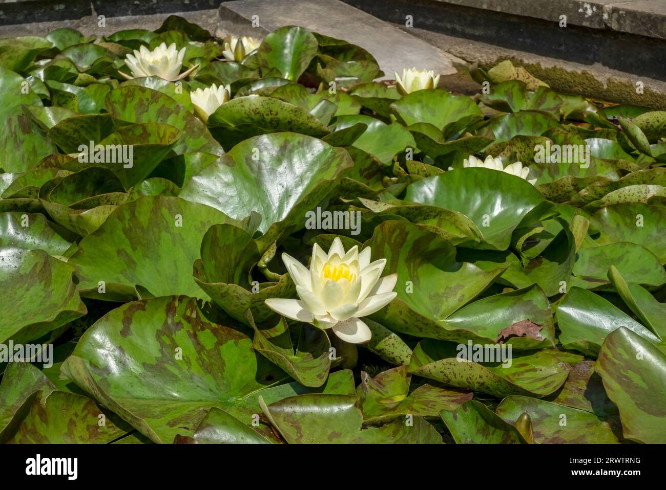Close up of cream water lily Nymphaea flower flowering on a pond in summer  England UK United Kingdom GB Great Britain Stock Photo