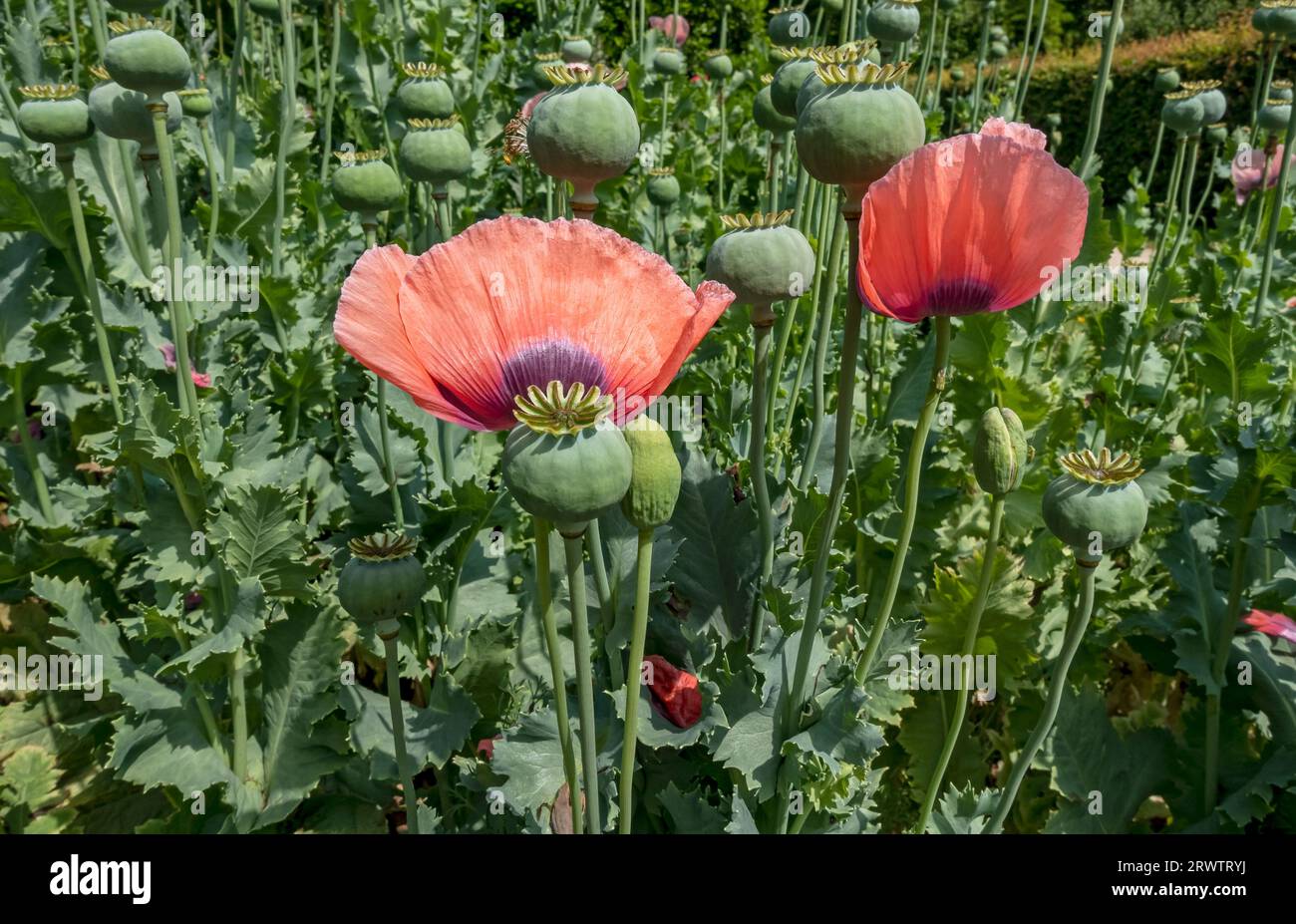 Close up of poppy seedheads and red poppies flower flowering in a garden border in summer  England UK United Kingdom GB Great Britain Stock Photo