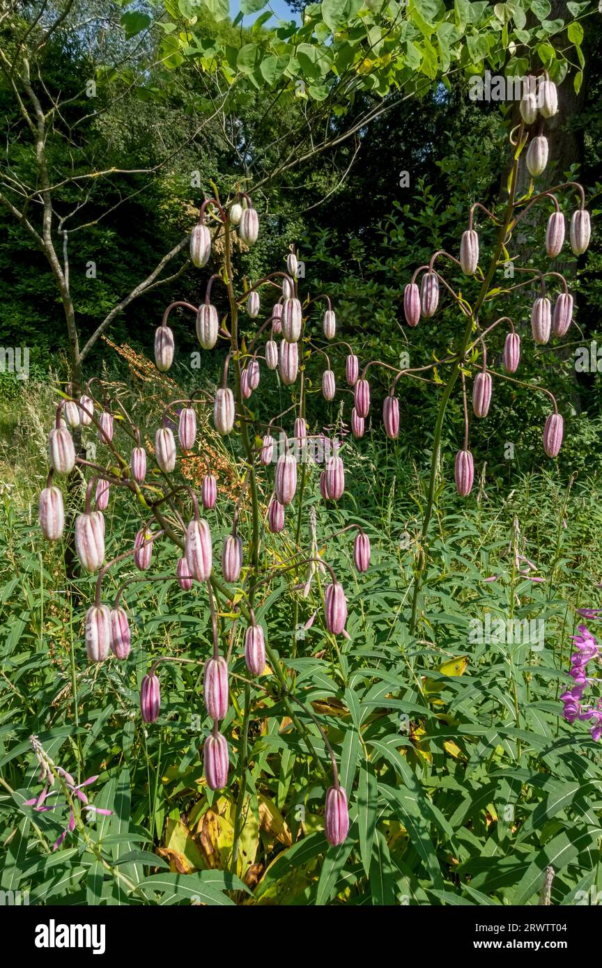 Buds of Martagon Lily (Lilium martagon) growing in a garden in summer England UK United Kingdom GB Great Britain Stock Photo