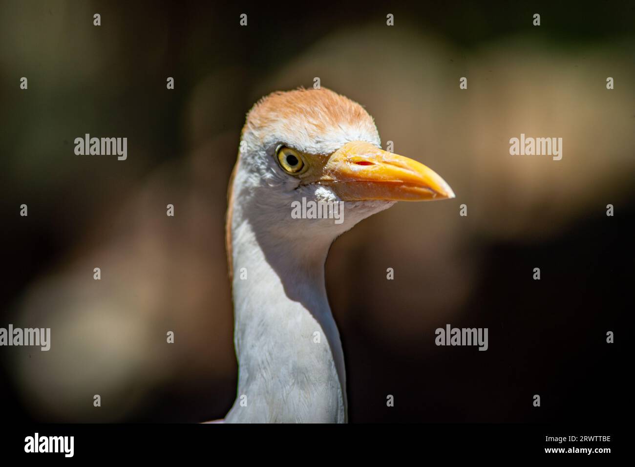 A Cattle Egret with Attitude, Staring Fiercely Stock Photo