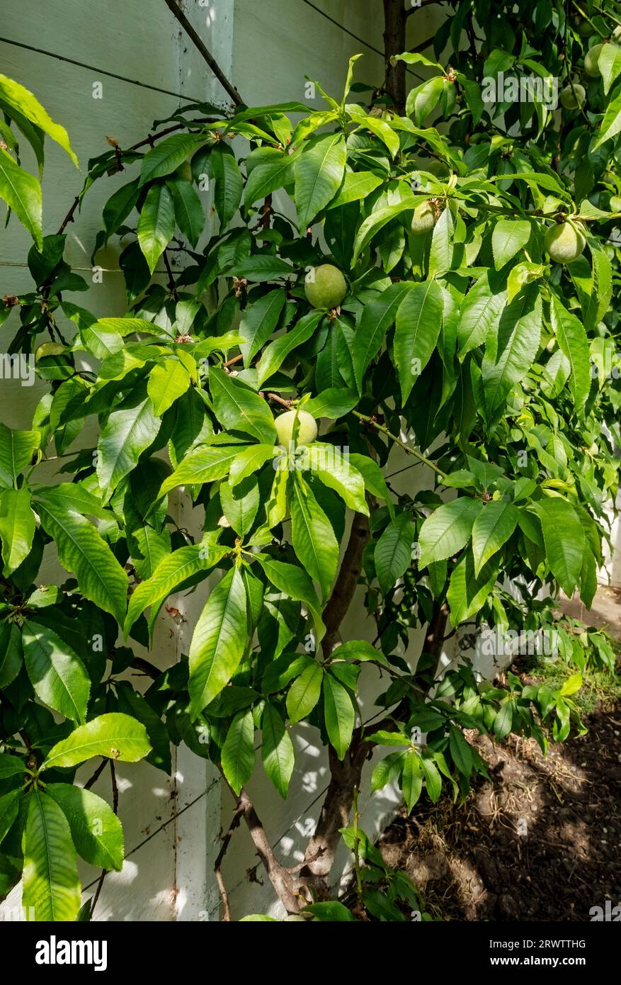 Close up of green unripe peaches (Peregrine) growing on a peach tree prunus persica in a greenhouse hothouse in summer England UK United Kingdom GB Stock Photo