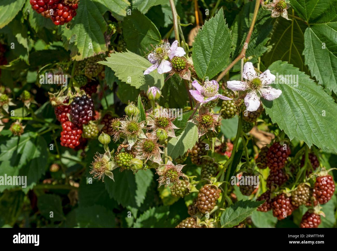 Close up of flowers and berries on blackberry blackberries bush plant fruit growing flowering in a garden in early summer England UK Great Britain Stock Photo