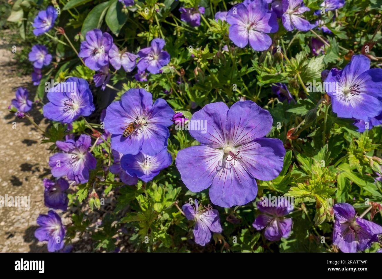 Close up of hardy geranium purple flower flowering flowers perennial plant in summer border England UK United Kingdom GB Great Britain Stock Photo