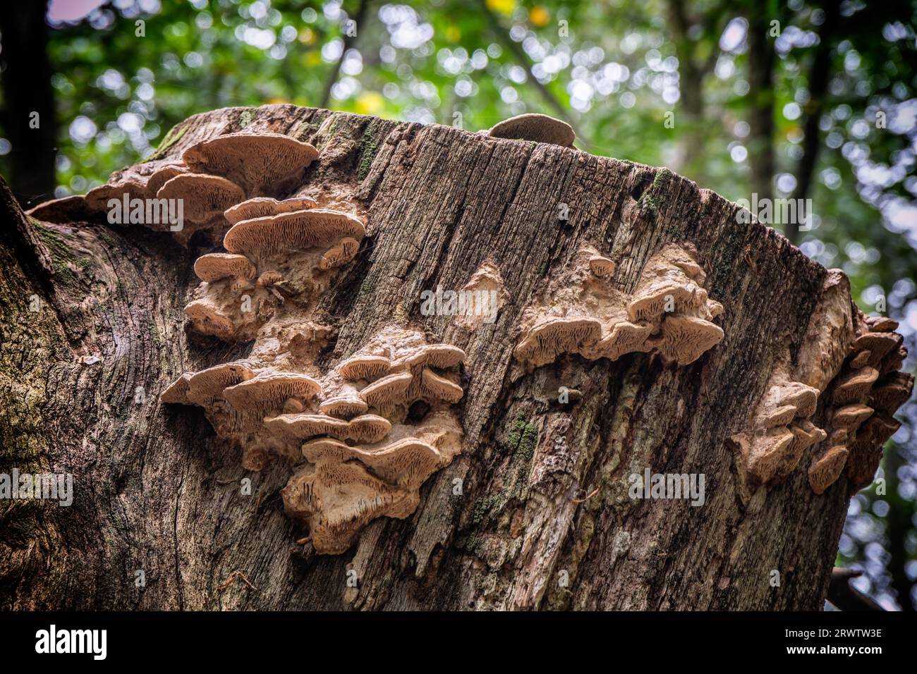 Fungi on a wood stub Stock Photo