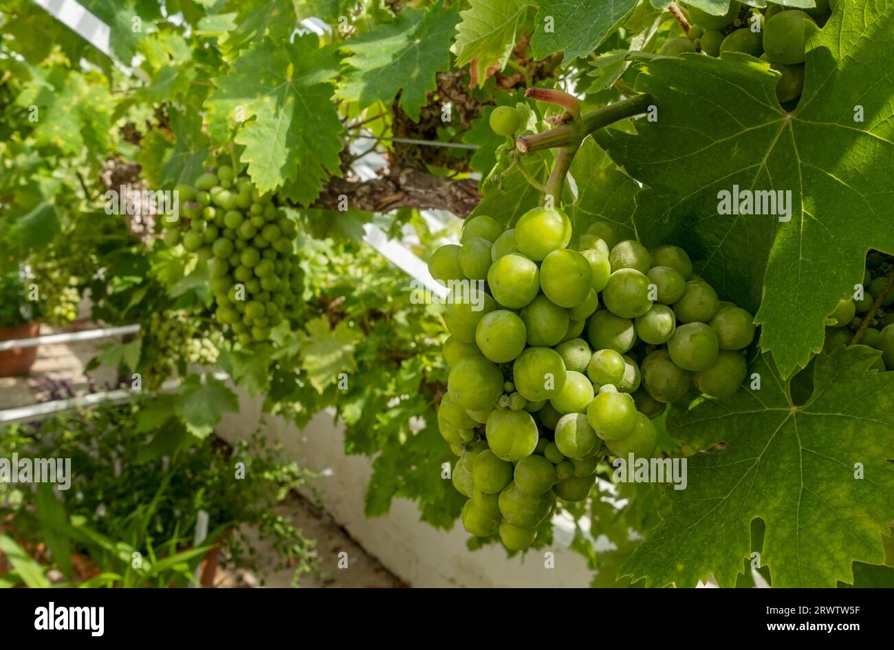 Grape vine uk hires stock photography and images Alamy