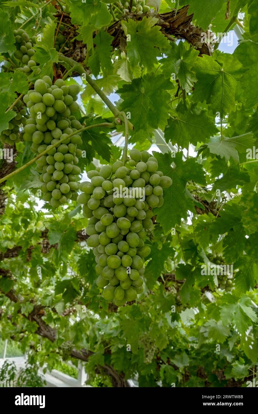 Grape vine uk hires stock photography and images Alamy