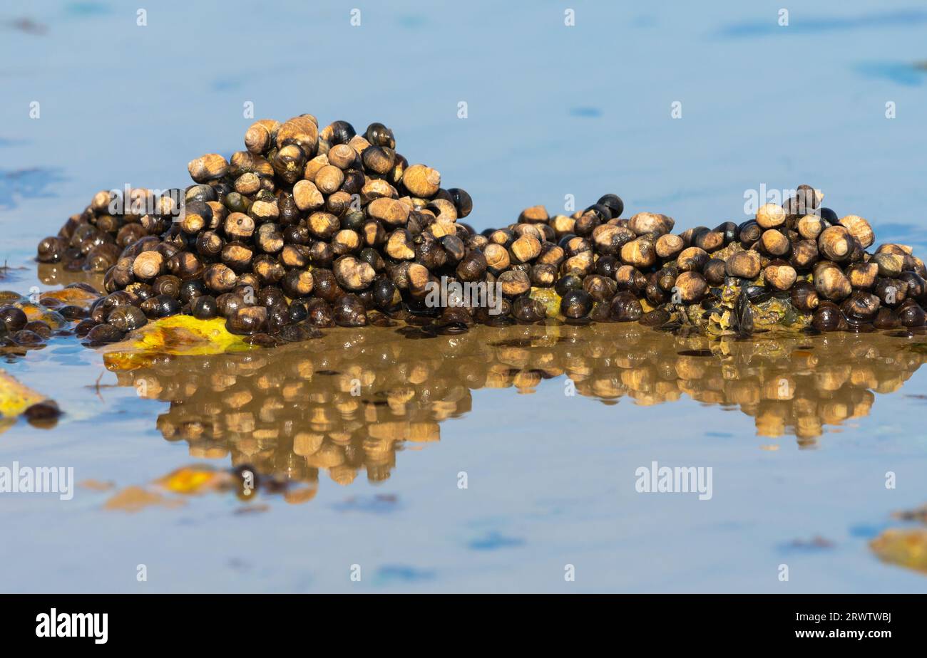Dense cluster of sea snail or marine snail shells on a beach on the West Sussex coastline in England, UK. Stock Photo