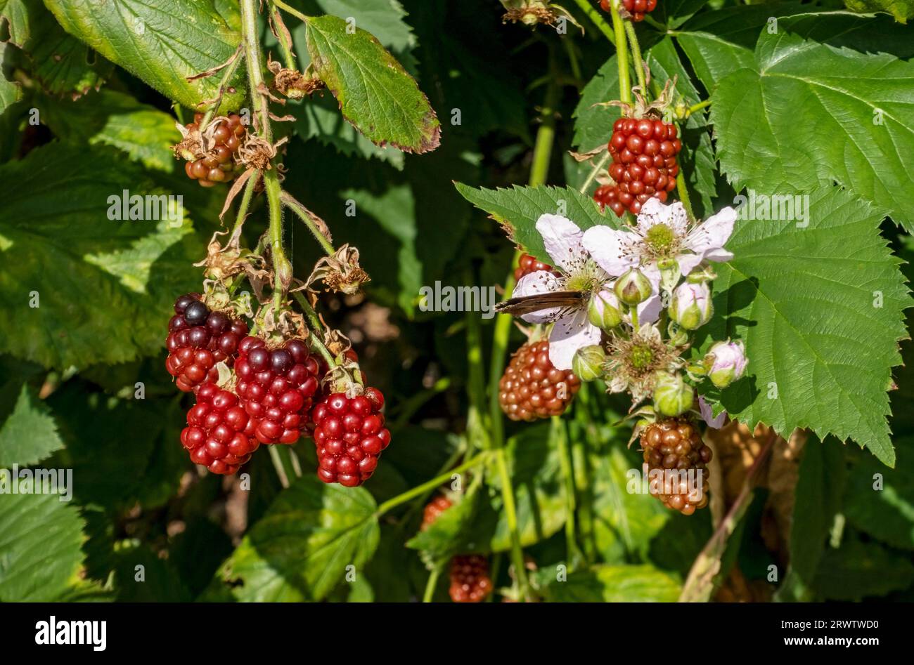 Close up of flowers and unripe berries on blackberry bramble brambles bush plant growing flowering in a garden in early summer England UK GB Britain Stock Photo