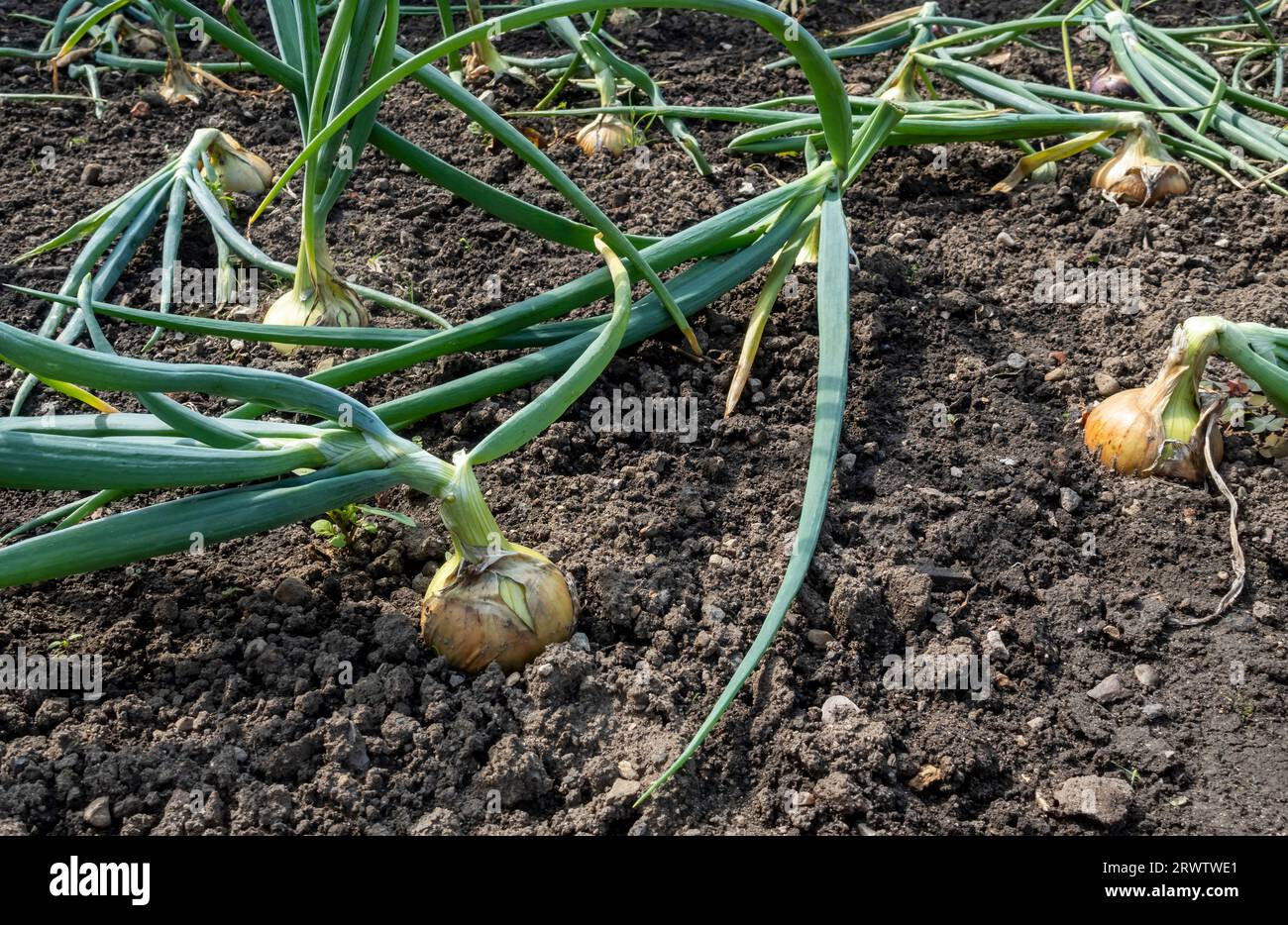 Close up of white onions onion bulb bulbs growing in a garden allotment in summer England UK United Kingdom GB Great Britain Stock Photo
