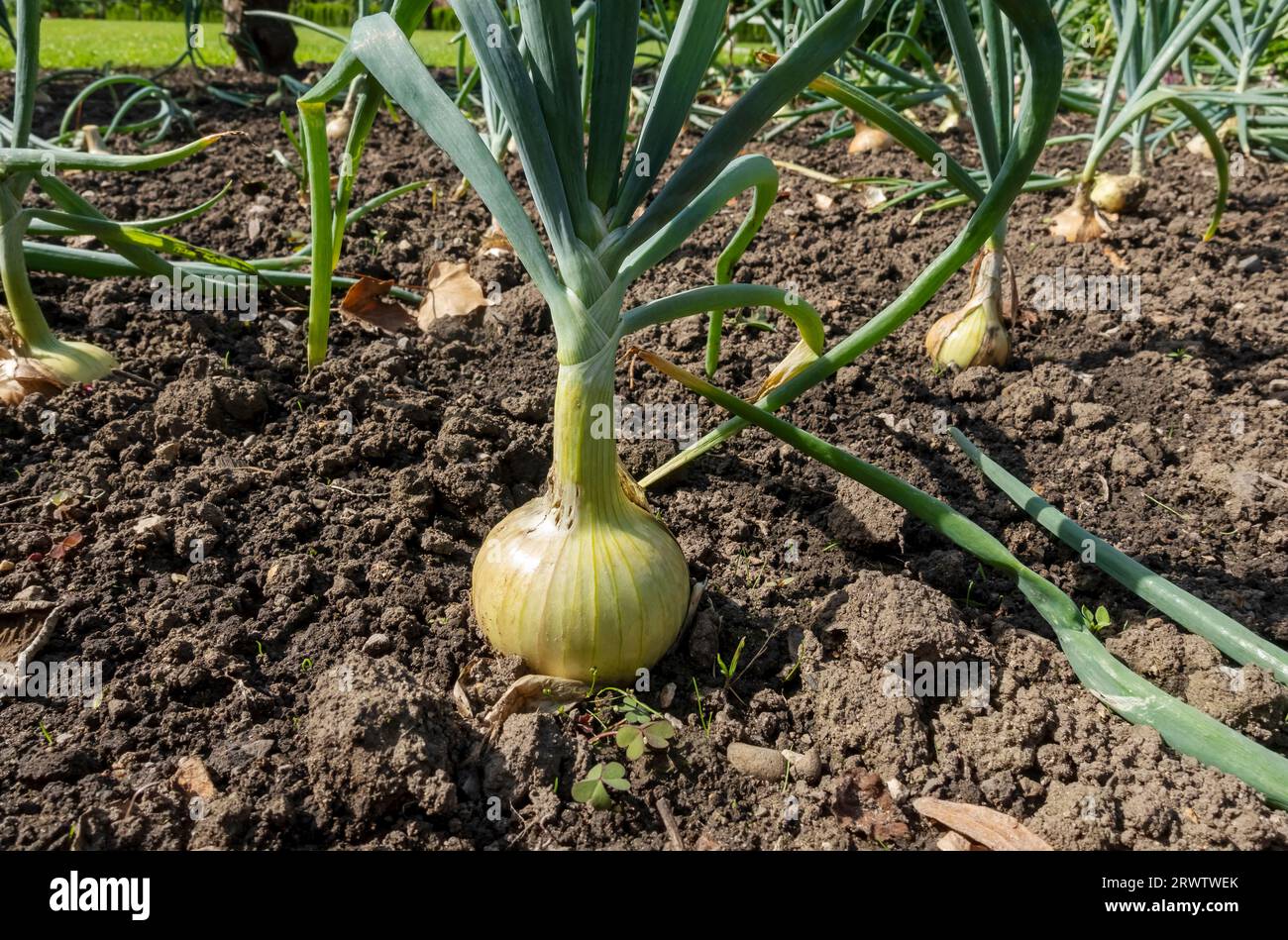 Close up of white onions onion allium bulb bulbs growing in a garden allotment in summer England UK United Kingdom GB Great Britain Stock Photo