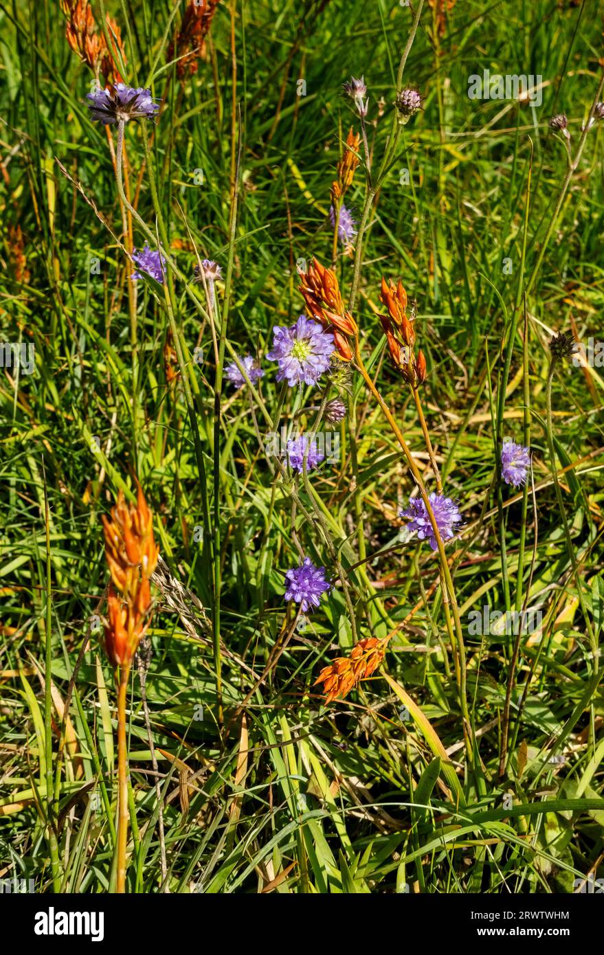 Close up of Bog asphodel and Field scabious flowers flowering growing in a boggy area summer in Borrowdale Lake District National Park Cumbria UK Stock Photo