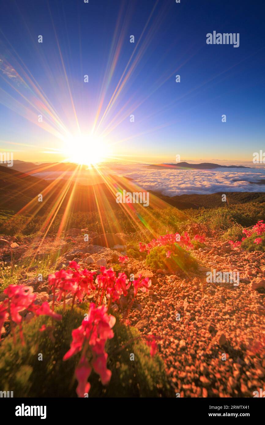 Komakusa, the morning sun, Mt. Yagatake and other mountains and sea of clouds Stock Photo