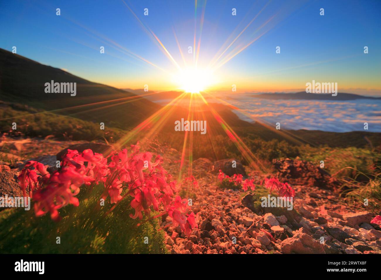 Komakusa, the morning sun, Mt. Yagatake and other mountains and sea of clouds Stock Photo