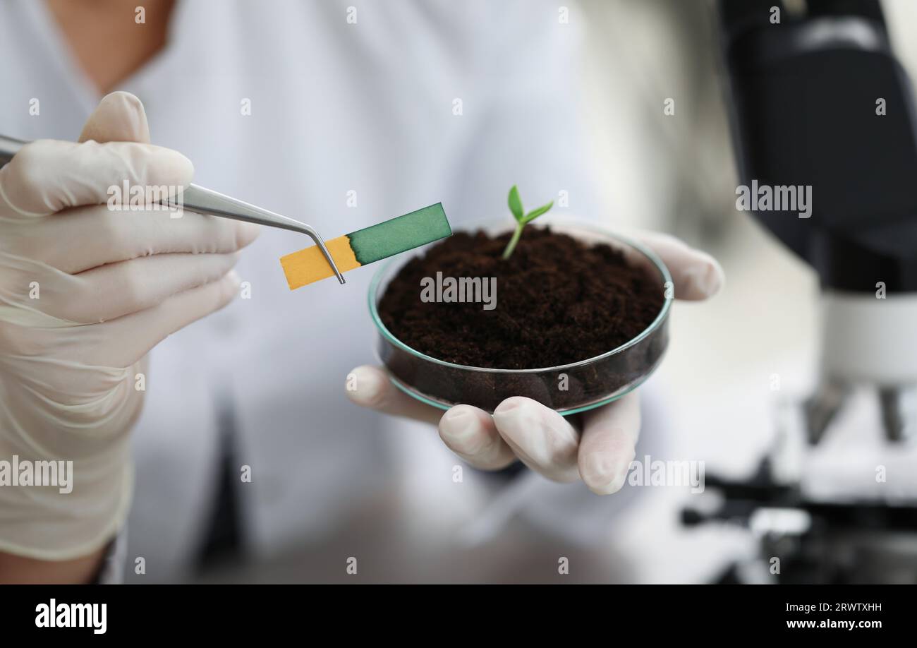 Researcher holds small-stemmed glass flask with soil with Ph test strip ...