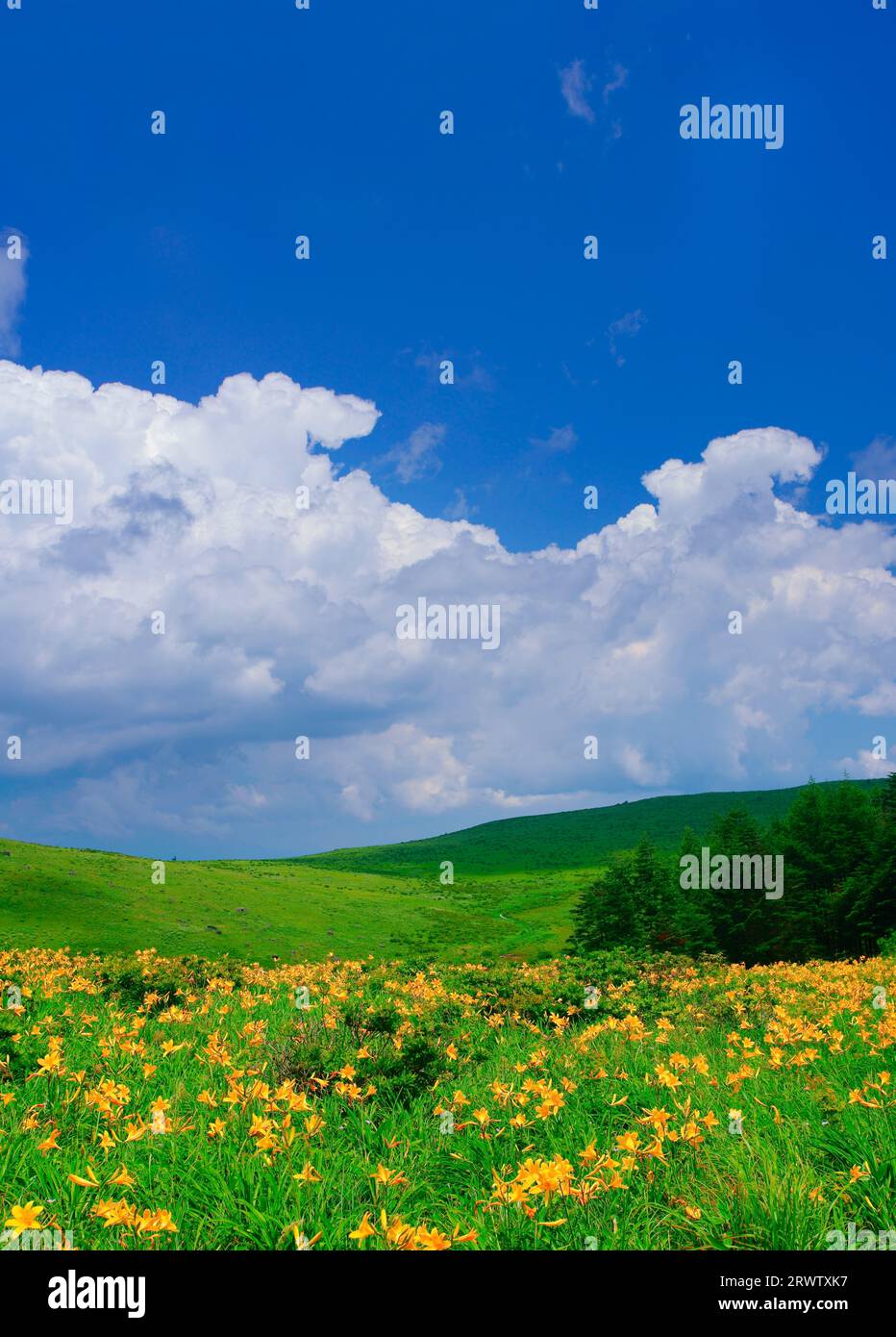 Nikkoukisuge and iridescent clouds Stock Photo