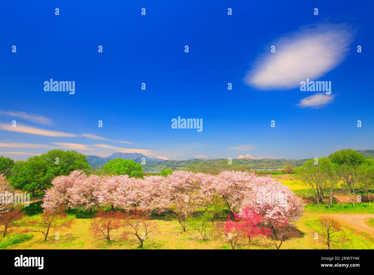 Row of Yaezakura Cherry Trees and Hanamomo Stock Photo Alamy