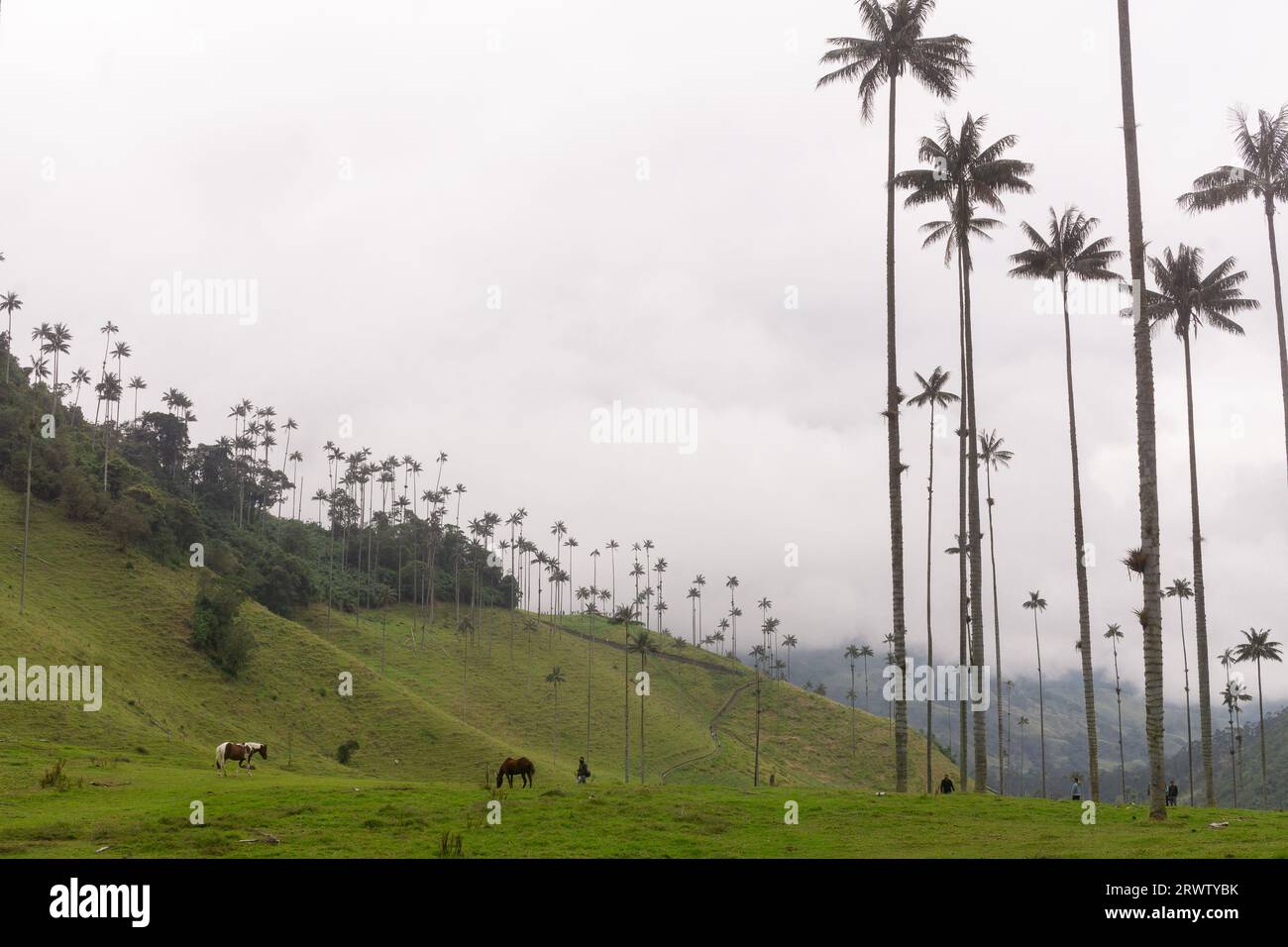Cocora Valley in Los Nevados National Park, Colombia Wax palm is the Colombian national tree