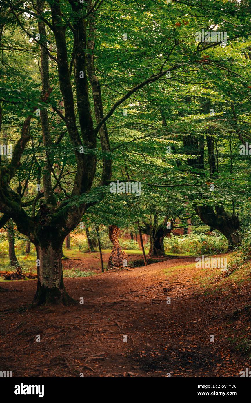 View of a beech forest in autumn with a calm and mystical atmosphere. Beech forest of the Basque Country, Spain Stock Photo