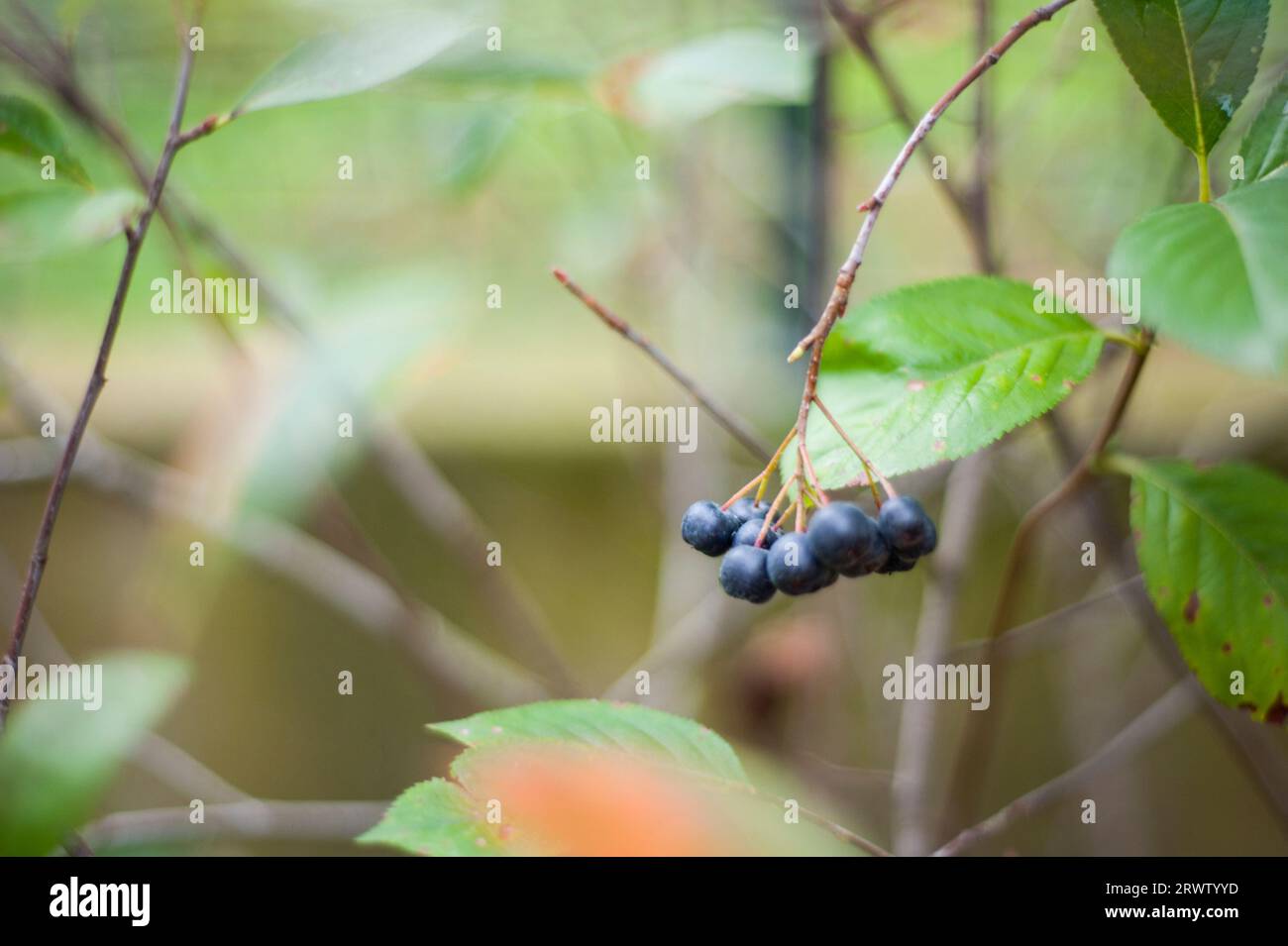 Wild berries hi-res stock photography and images - Alamy