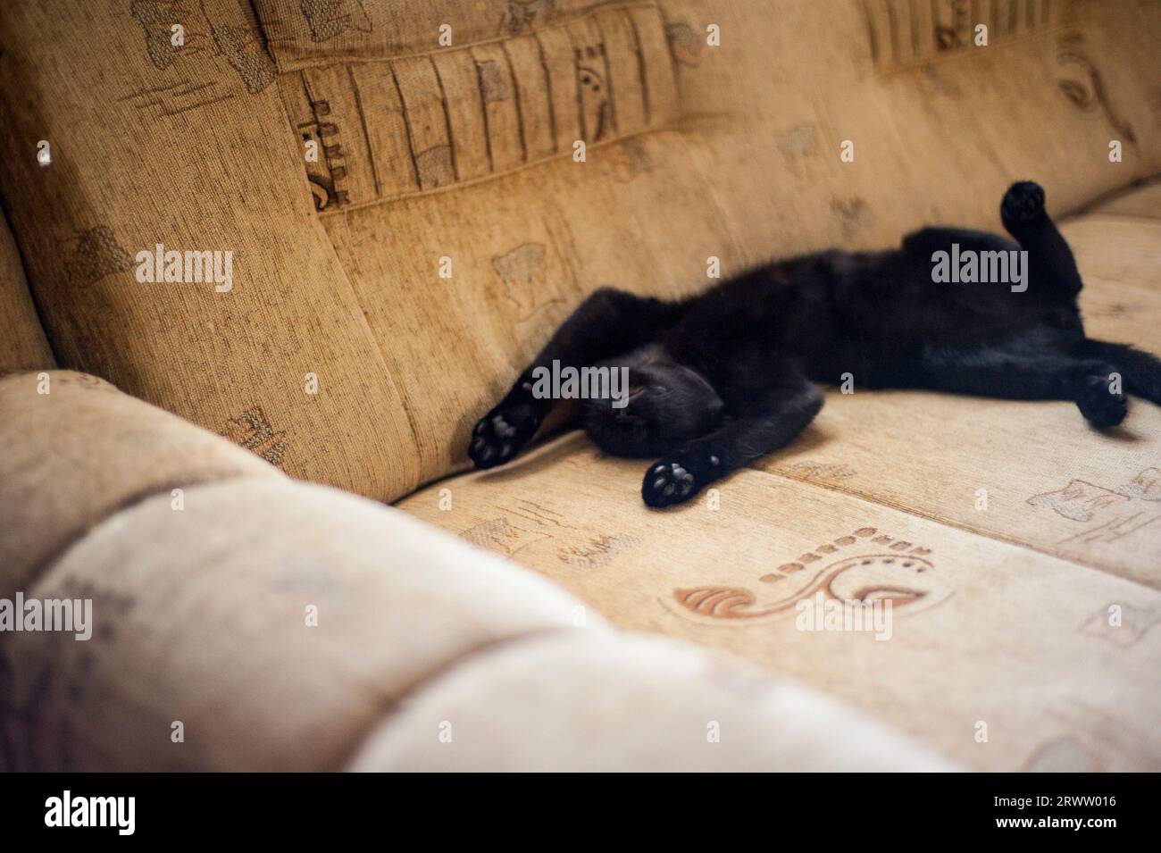 Lazy black cat sleeping on a sofa Stock Photo