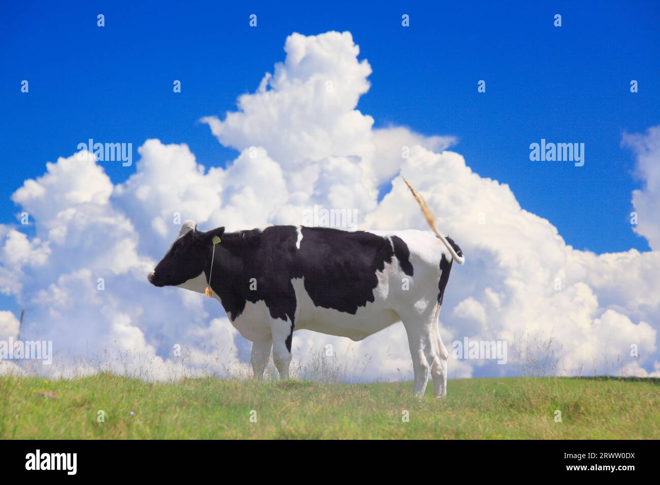 Holsteins wagging their tails and cirrostratus clouds at Utsukushigahara Pasture Stock Photo