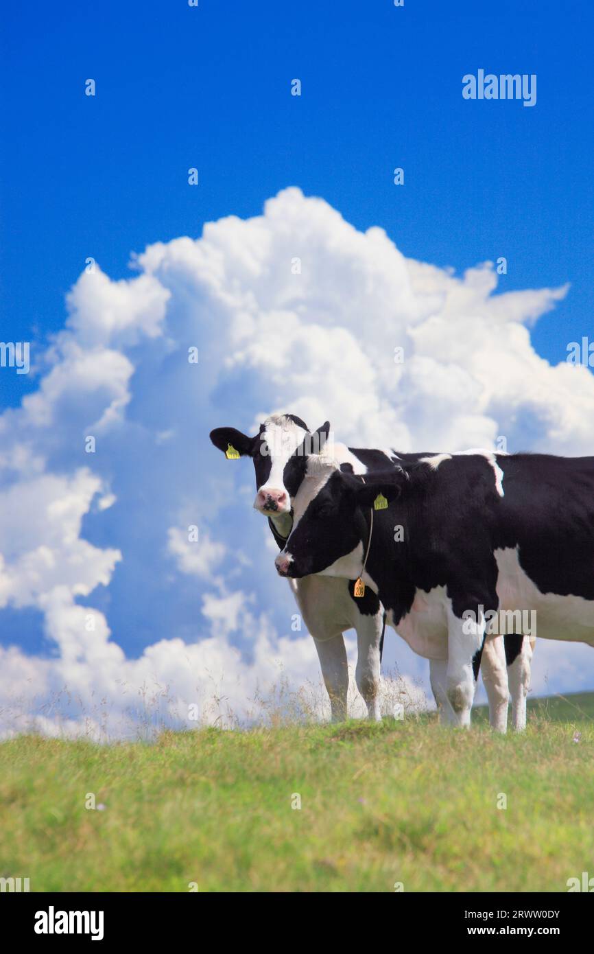 Pair of Holsteins and cirrostratus clouds at Utsukushigahara Ranch Stock Photo