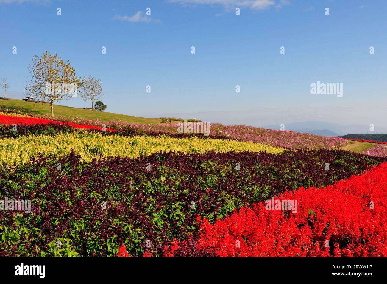 Awaji flower balcony hi-res stock photography and images - Alamy