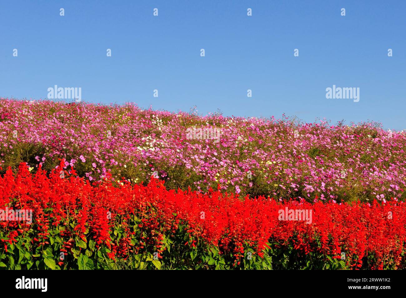 Awaji flower balcony hi-res stock photography and images - Alamy