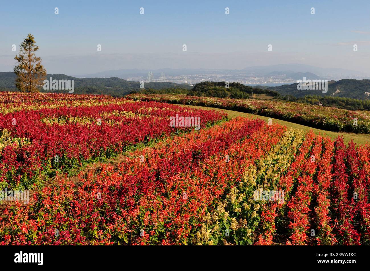 Awaji park hi-res stock photography and images - Alamy
