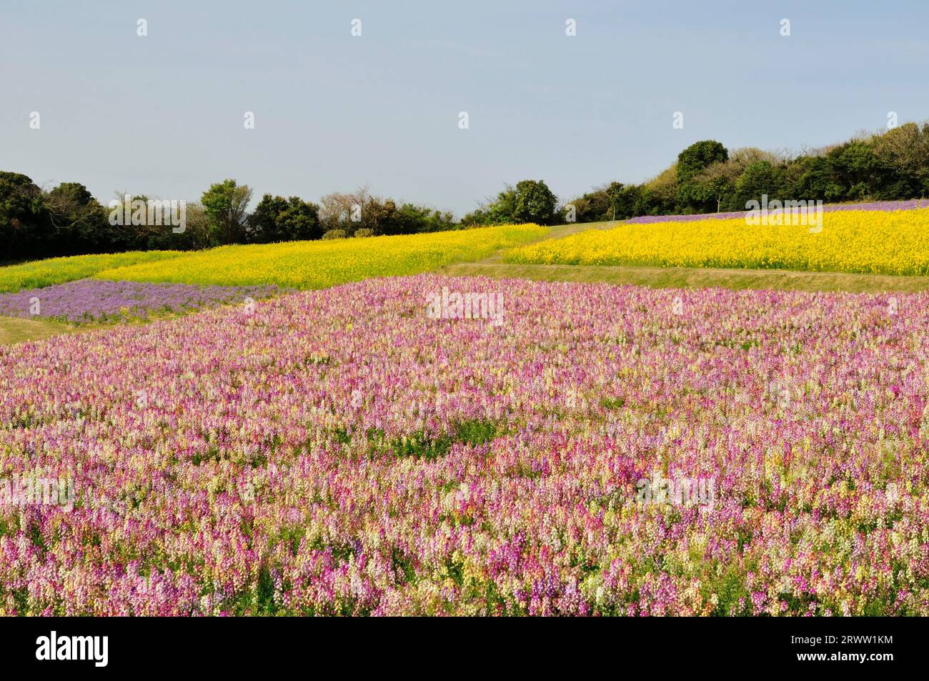 Awaji hi-res stock photography and images - Alamy