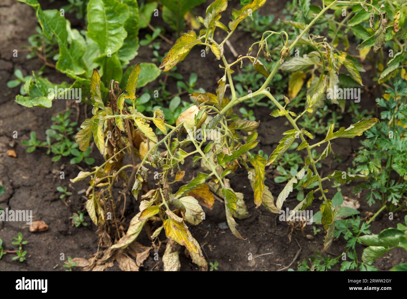 Tomatoes are sick in bed, dry and wilt, harvest dies, fruits of tomatoes are already large rot and dry due to various plant infections Stock Photo