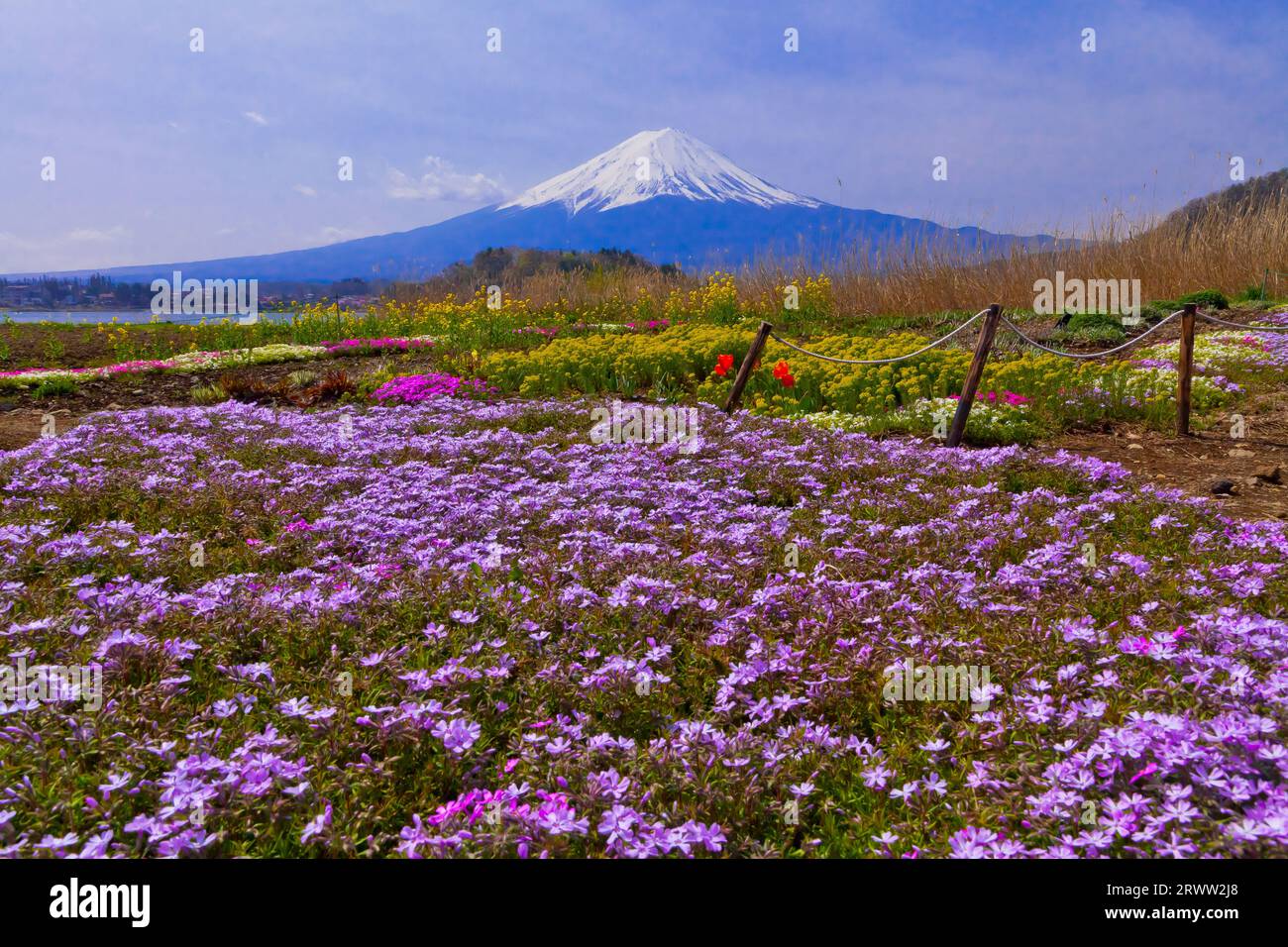 shiba-zakura-grass-cherry-blossoms-in-oishi-park-and-mt-fuji-stock