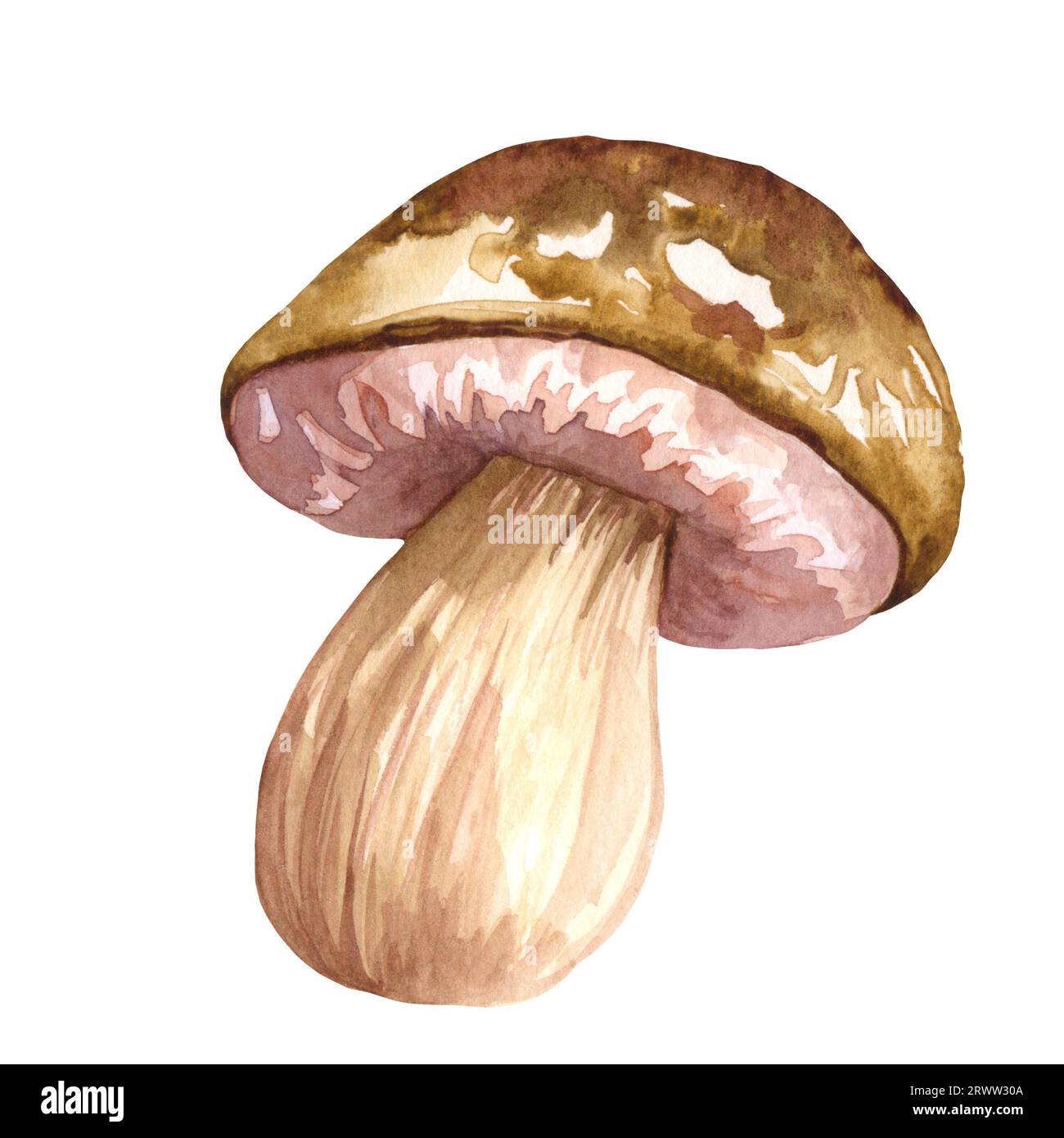 Watercolor edible mushrooms set, isolated on white background. Autumn ...