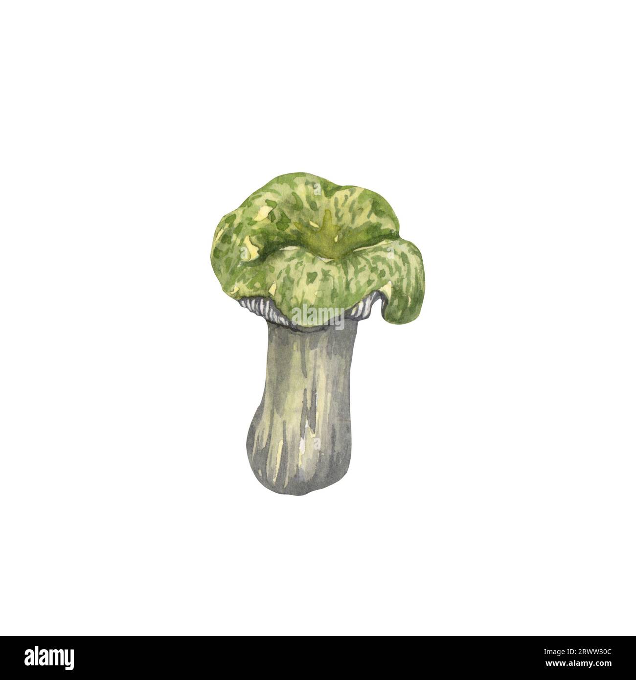 Watercolor edible mushrooms set, isolated on white background. Autumn