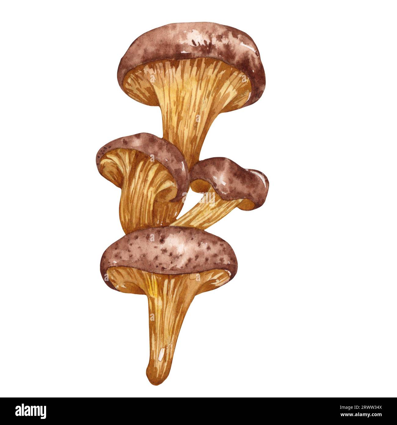 Watercolor edible mushrooms set, isolated on white background. Autumn