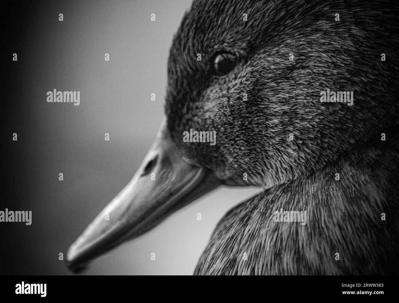 a close up of a duck Stock Photo