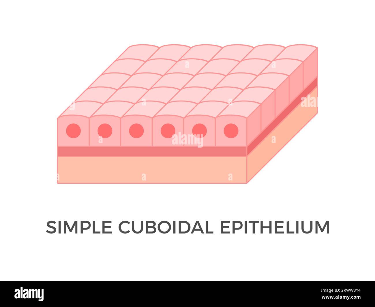 Simple cuboidal epithelium. Epithelial tissue types. A single layer of cube-like cells that provide protection and may be active or passive. Vector Stock Vector