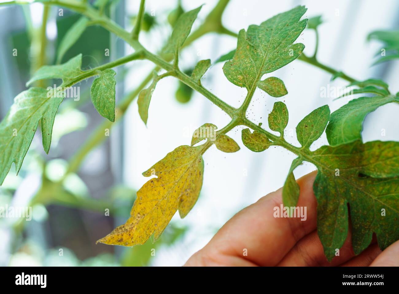 Tomato leaves affected by spider mites and aphids Stock Photo Alamy