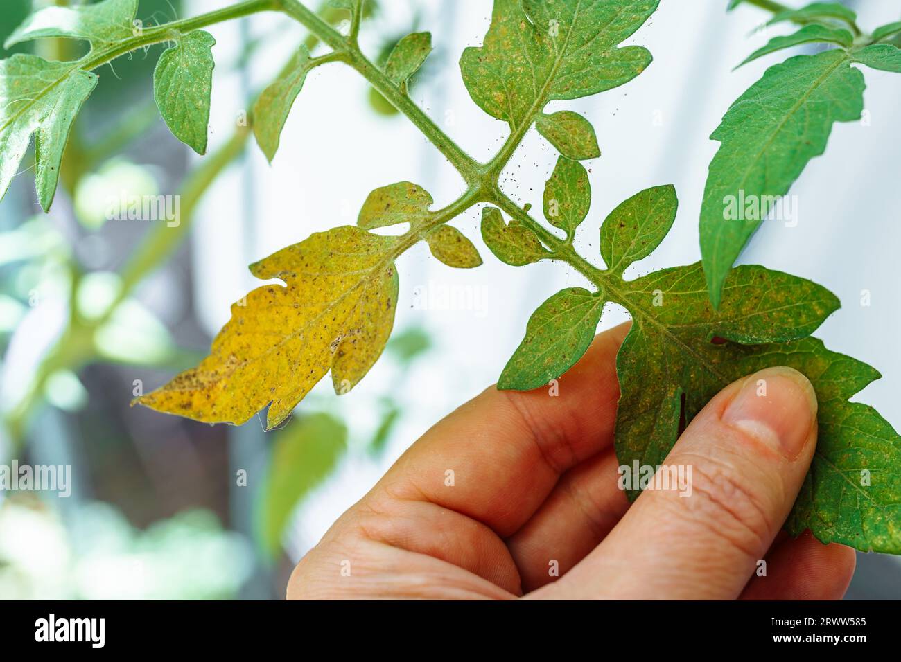 Tomato leaves affected by spider mites and aphids Stock Photo Alamy