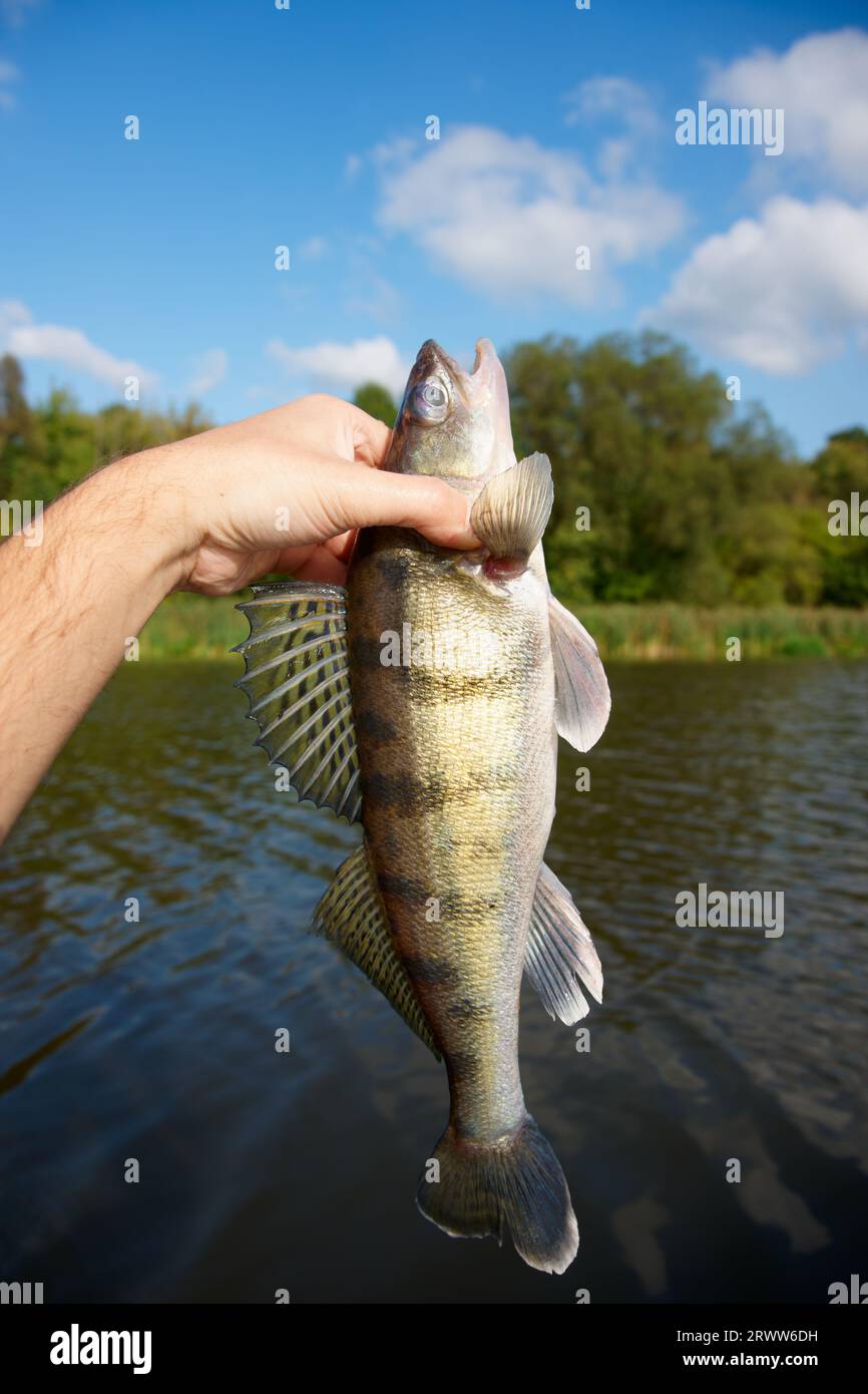 Volga zander in fisherman's hand, bright daylight Stock Photo Alamy