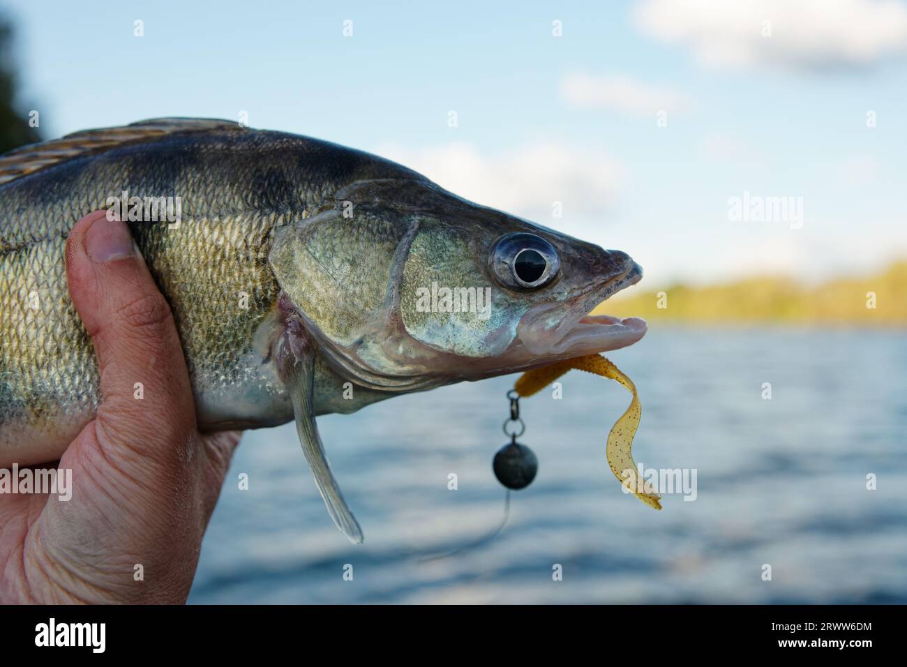 Zander fish hi-res stock photography and images - Page 3 - Alamy