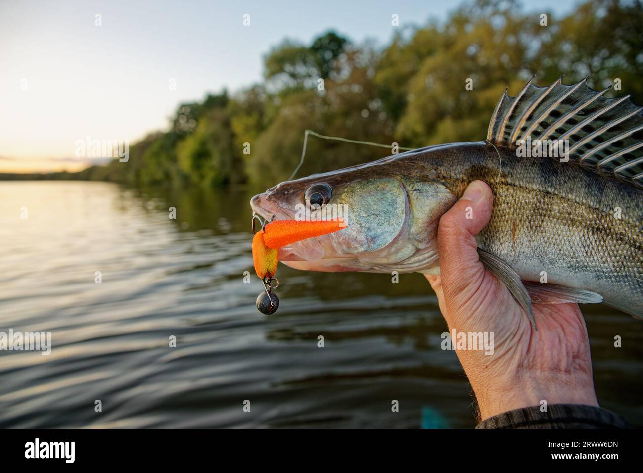 Walleye in fisherman's hand with soft foam lure in mouth, summer