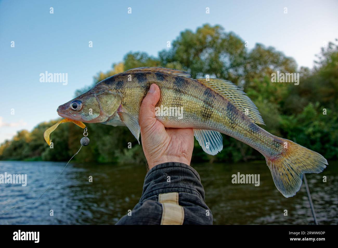 Freshwater river fish hi-res stock photography and images - Page 12 - Alamy