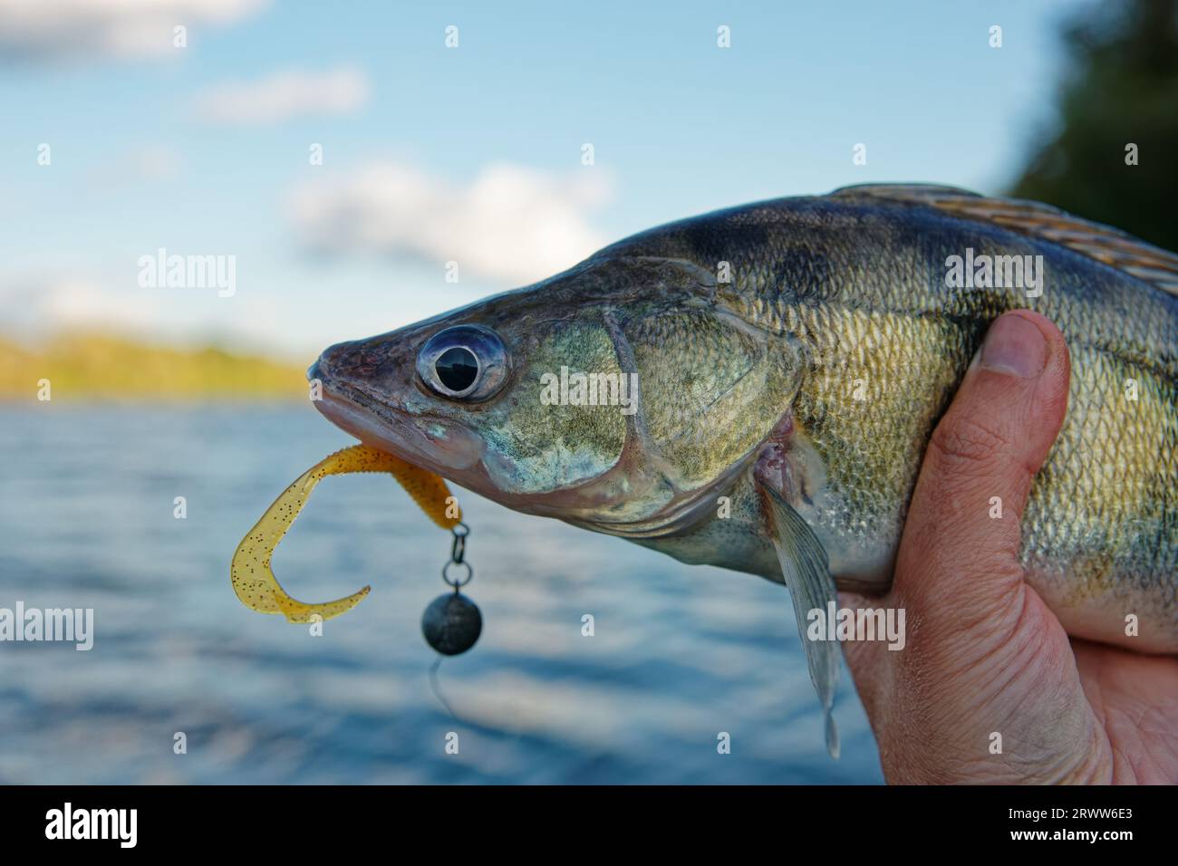 Lure in mouth hi-res stock photography and images - Page 2 - Alamy